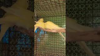 BUDGIE Babies  viralbirds shortsfeed budgiebabies [upl. by Aseiram]