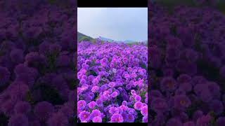 Michaelmas daisies flowers shortvideo beautifulflower nature [upl. by Ham]