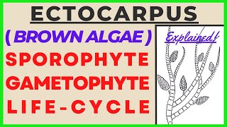 Brown Algae Ectocarpus Life Cycle  Sporophyte Gametophyte Reproduction Plant Kingdom Fertilization [upl. by Giulietta12]