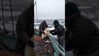 🐻‍❄️ Tiny Polar Bears Heartwarming Rescue 😍 PolarBearRescue WildlifeConservation ArcticAnimals [upl. by Leinto91]