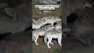 ஓநாய் குடும்பம் இப்படிதான் செயல்படும்🐺😲how wolfpack works wolfpack wolffacts tamil bioworld [upl. by Halullat450]