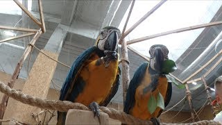 Parrots in Reda Poland  Papugarnia Aquapark Reda [upl. by Ennahtur]