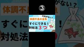 【私の育て方総集編①～④】金魚すくいの金魚｜ブクブクなしで15年8ヶ月｜体調不良の金魚・飼い主がすぐにできる対処法3つ｜赤斑病の金魚・対処法はこれだけ｜50代主婦｜金魚すくい Shorts [upl. by Iaoh]