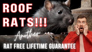 RATS in LOFT  RATS in ATTIC How rats get in your home [upl. by Meave244]