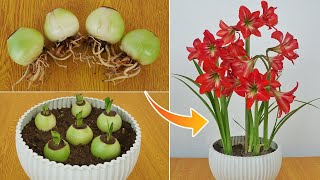 Unique ideas for growing Amaryllidaceae red lilyThe trick to make lily bloom quickly is very simple [upl. by Nonnarb]