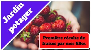 Première récolte de fraise 2020 [upl. by Nelag]