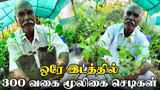 மூலிகை பண்ணை  300 வகை மூலிகை செடிகள்  Medicine Plants  Nursery  Iyarkai Annai [upl. by Murielle]