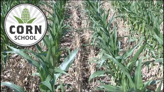 Corn School Best strategies for planting into rye [upl. by Ierdna134]