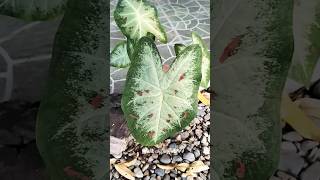 Robust Caladium Plant bicolor green red [upl. by Koblick]