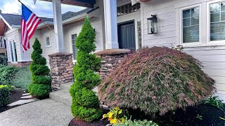 Japanese laceleaf Maple  Restoration from bowl cut in the fall on Camano Island WA 🍄‍🟫 [upl. by Mauralia]