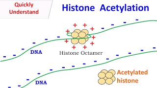 Histone Acetylation [upl. by Elexa]