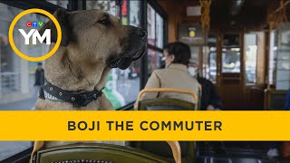 Commuting dog travels 30 kilometres alone every day via subway tram and ferry  Your Morning [upl. by Halilak]