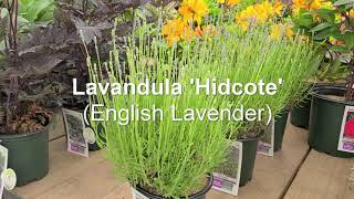 Lavandula Hidcote💜💜FANTASTIC Summer Fragrance and Color An AllTime Favorite [upl. by Koorb]