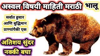 aswal animal  bhalu chi mahiti  aswal chi mahiti  अस्वल प्राणी माहिती मराठी  अस्वल प्राणी aswal [upl. by Attiuqihc]