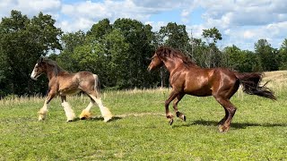 Will They Accept Her  Our New Clydesdale Meets The Herd [upl. by Nerot598]