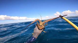 Première chasse de lannée chassesousmarine spearfishing [upl. by Rushing]