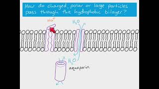 Simple and Facilitated Diffusion [upl. by Takara]