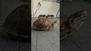 I Like Turtles 4 turtle shorts youtubeshorts viralvideo fyp trending motivation ytshorts [upl. by Urbai673]