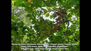 Artocarpus lacucha Lakoocha Monkey Jack Monkey fruit Lirang Lakooch badahara Barhal Dahua [upl. by Cherry78]