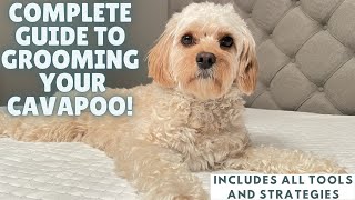 How To Easily Groom Your Cavapoo [upl. by Mosera]