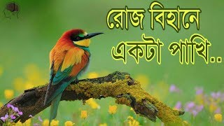 রোজ বিহানে একটা পাখি। Islamic song roj bihane ekta pakhi Allah Allah dake [upl. by Jenkins]