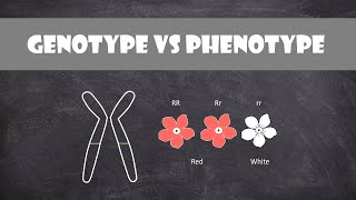 Difference between Genotype and Phenotype  Genetics [upl. by Egnalos]