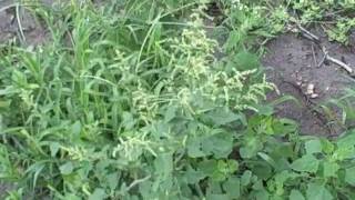 EatTheWeeds Episode 84 Lambsquarters pigweed fat hen [upl. by Sudnak51]