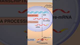 Transcriptie amp translatie in 1 minuut uitgelegd biologie biologieleraar genetica [upl. by Ttenrag529]