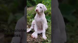 Rajapalayam dog available for sales Contact no  9489602371 [upl. by Tallbot]