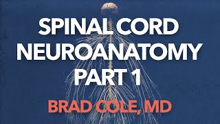 Spinal Cord Neuroanatomy [upl. by Ahsinnod]