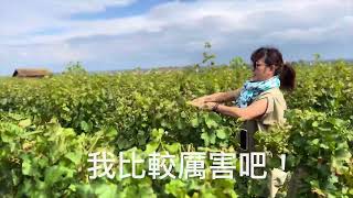 20240909Montrachet 修剪葡萄樹體驗 [upl. by Assetniuq720]