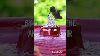 How Do Hummingbirds Fly Backward [upl. by Pennebaker]