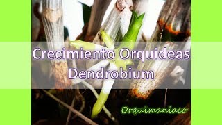 Crecimiento Orquideas Dendrobium [upl. by Ramma243]