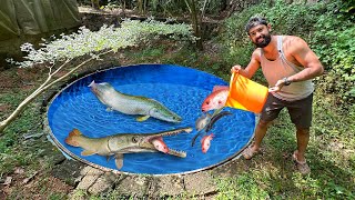 100 കിലോ ആകുന്ന മീനിനെ ചൂണ്ട ഇട്ട് പിടിച്ചാലോ  Giant Arapaima feeding  Fishing Freaks [upl. by Carie93]