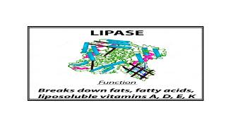 Lipase enzymes Video No 559 [upl. by Diamond296]