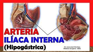 🥇 ARTERIA ILÍACA INTERNA Hipogástrica ¡Anatomía Fácil y Sencillaquot [upl. by Alasdair204]