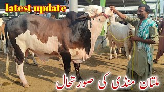 Cholistani Ablag or Gulabi kheerayy Bachroo ki latest update Multan Cow Mandi [upl. by Leahcar]