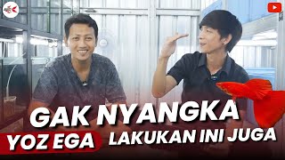 RAHASIA BISNIS YOZ EGA DALAM BERTAHAN DI DUNIA GUPPY [upl. by Saxela]