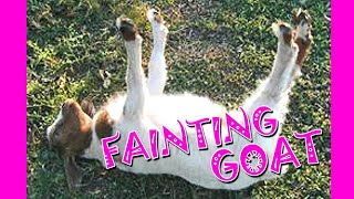 Fainting Goats Very Funny Compilation 🐐😂 Best of Fainting Goats Video [upl. by Silva]