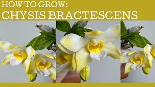 How to grow Chysis bractescens [upl. by Brnaba]