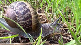 Gefleckte Weinbergschnecke Cornu aspersum [upl. by Fillender]