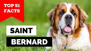 99 of Saint Bernard Owners Dont Know This [upl. by Fairman13]