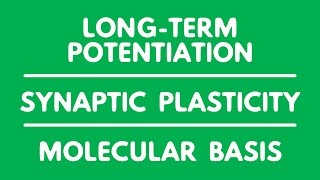 LONG TERM POTENTIATION  LTP  SYNAPTIC PLASTICITY  MOLECULAR BASIS  MEMORY [upl. by Ashlee]