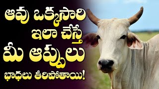 ఆవు ఒక్కసారి ఇలా చేస్తే డబ్బు వస్తుంది  Gomata Pariharam  Lakshmi Devi  Mcube Devotional [upl. by Aileek85]