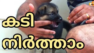 quotSTOP BITINGquot  German shepherd puppy  LAZE MEDIA  Dog training malayalam  Character Formation [upl. by Gretna]