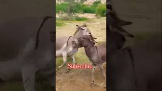 Donkey Kong Donkey fight Video donkeyfarm animals [upl. by Carlisle]