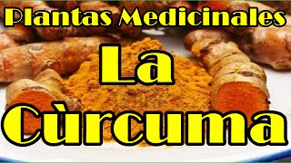 Curcuma Beneficios Y Propiedades  Para Que Sirve La Curcuma La Curcuma [upl. by Fondea]