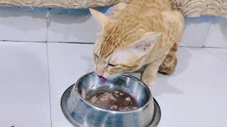 Episode 60 Tabby cat reviews Sheeba Cat food 😋😋😋 [upl. by Enilra603]