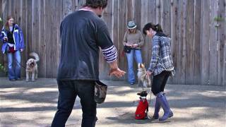 East Bay Dog Circus Class Bay Area Dog Trainer [upl. by Atsylac]