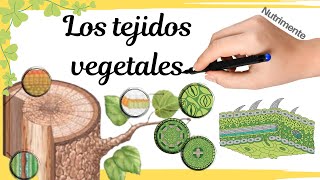 Los TEJIDOS VEGETALES [upl. by Cleodell]